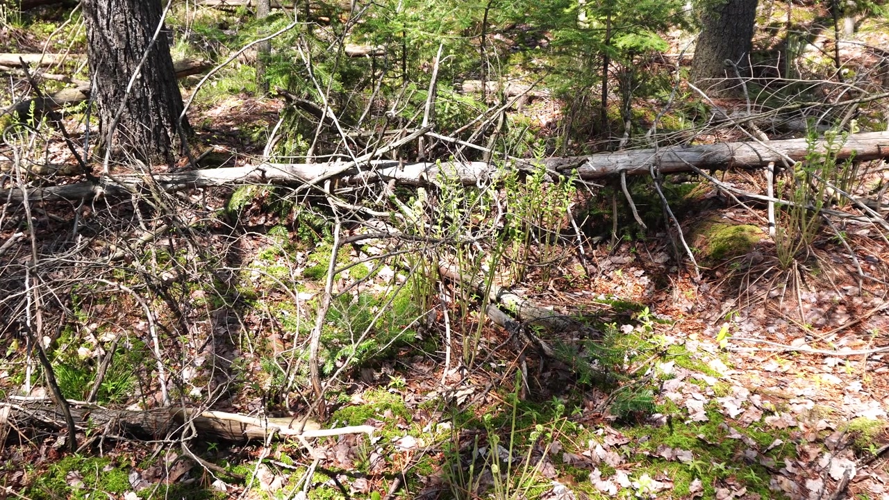 La luce del sole illumina il suolo della foresta, con tronchi caduti, rami secchi, muschio verde e nuove felci che spuntano tra le foglie autunnali in una fitta area boschiva