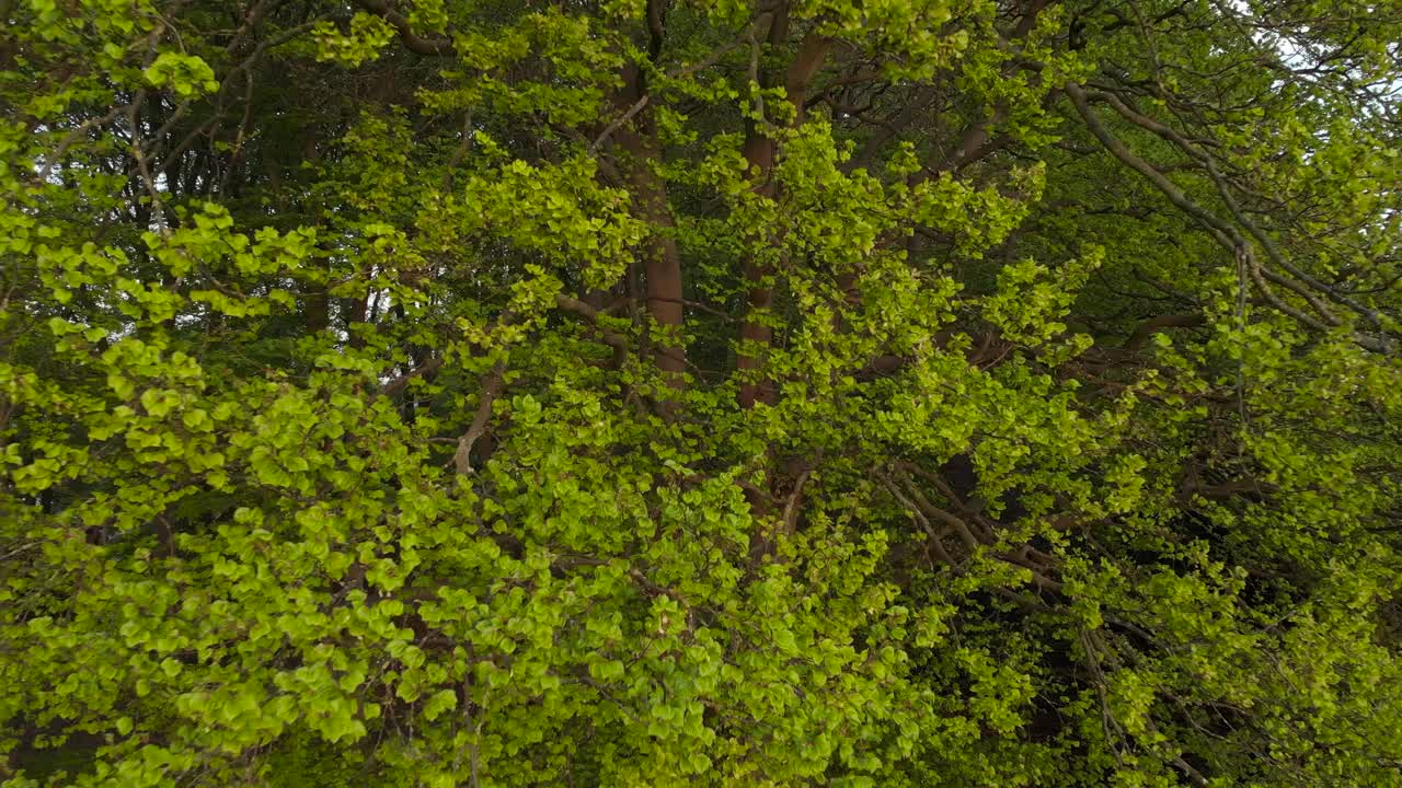 Backwards flying aerial drone clip of the green leaves of trees in a forest in England during Spring