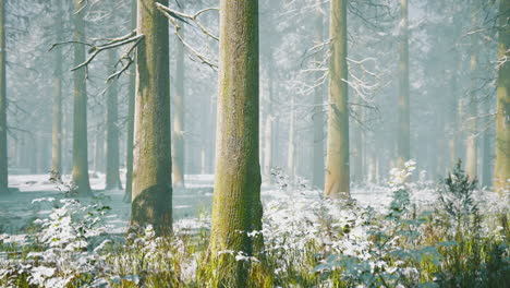 mystical winter forest with snow and sun rays coming through trees