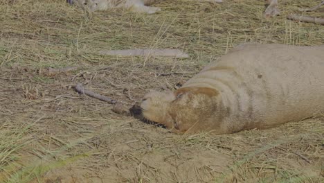 atlantic grey seal breeding season, newborn pups with white fur, mothers nurturing and bonding in the warm november evening sun