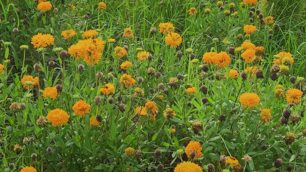 Primo piano di diverse api mellifere che raccolgono nettare da fiori di Solanna Golden Sphere in fiore in un vivace giardino amico degli impollinatori.