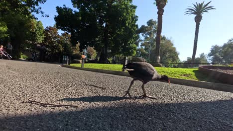 a bird walking on a park pathway