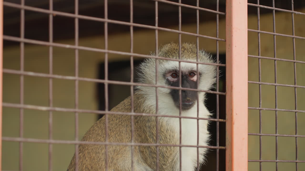 Una creatura silenziosa guarda oltre la barriera protettiva. Un primate osserva con vivo interesse dall'interno del recinto. Un primate curioso scruta intensamente attraverso le barriere che circondano il suo habitat