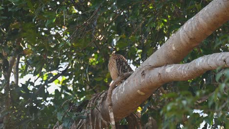 búho de pez buffy, ketupa ketupu visto en una gran rama posada durante el día y luego gira la cabeza para mirar por encima del hombro derecho en el parque nacional de khao yai, tailandia