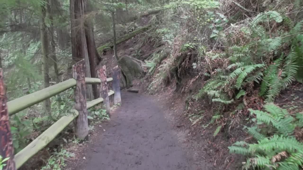 시점 각도에서 숲이 우거진 길을 걷고