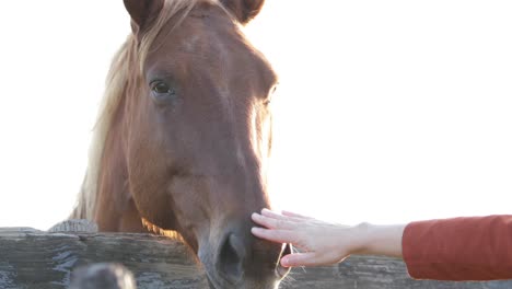 petting horse on nose