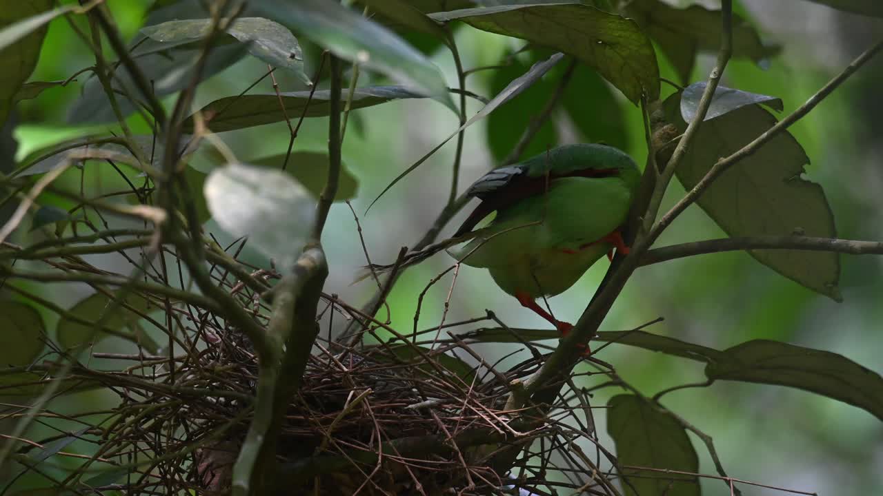 Common Green Magpie, Cissa chinensis, Kaeng Krachan National Park, Thailand