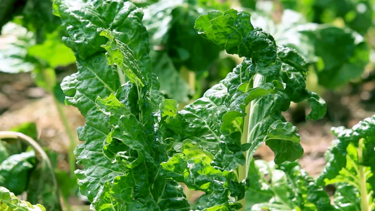 시금치 잎-녹색 바이오 유기농 저폐기 스마트 농업 - 2020-2021 사회적 거리두기 2020년 새해 2021