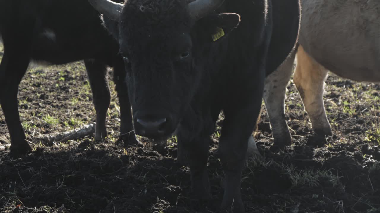Żubroń in muddy pasture, hybrid bison-cattle breed. Close-up livestock shot with natural daylight. Perfect for farming, conservation, wildlife heritage, rural animal content, and rare species footage.