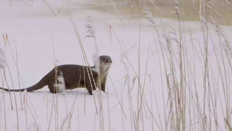 otter walking on ice and dive into the ice hole