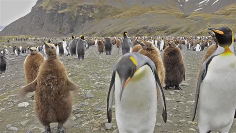 pingüino rey adulto y polluelos mirando en la lente en la llanura de salisbury en georgia del sur