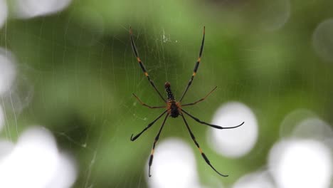 Golden-silk-orb-weaver-in-web-UHD-MP4-4k-Video.