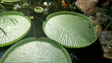 Big-green-tropical-water-plant-in-the-botanic-garden-with-orange-koi-fish-in-the-water