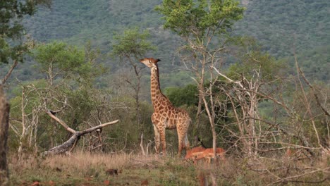 la jirafa adulta alta come hojas de la parte superior del árbol mientras el impala pasta cerca