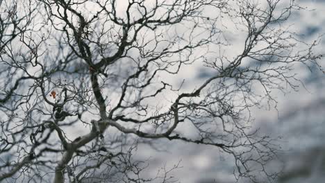 dark, twisted, leafless birch tree branches against the pale autumn sky