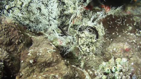 Giant-basket-star-folds-arms,-curls-up-into-a-compact-ball,-medium-shot-during-night-on-coral-reef-in-Indo-pacific