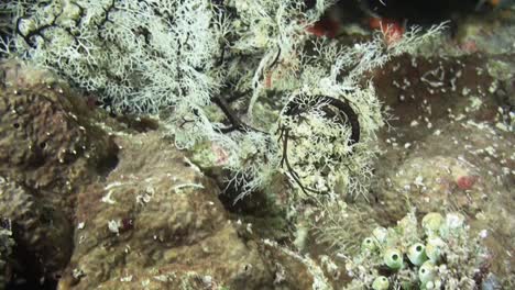 la estrella gigante de la canasta dobla los brazos, se acurruca en una bola compacta, tiro medio durante la noche en el arrecife de coral en el indo-pacífico