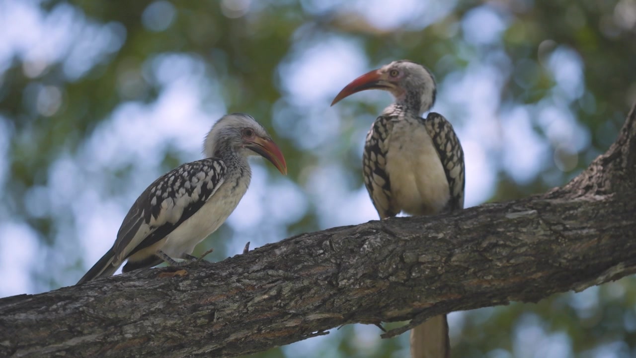 Two Southern Red-billed Hornbills perch on a tree branch, exhibiting resting and alert postures in a natural outdoor setting.