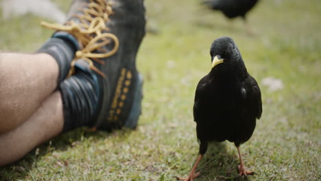 hiker sitting on the ground ad offers foot to the bird, alpine cough takes the bite and eats it