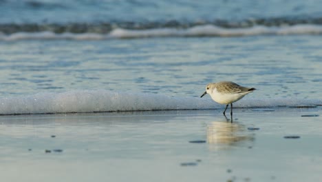 pájaro de la orilla en la playa