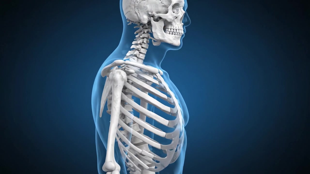 An Intricate Examination of the Human Skeleton: A Detailed Look at the Skeletal Structure from Front and Back Views with Emphasis on Bone Connectivity