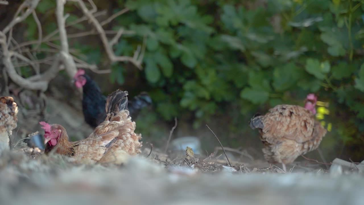 집  ⁇  이 먼지 가 가득 한  ⁇ 털 을 흔들고 있다. - 근접 사진
