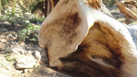 View of old ancient bristlecone pine cone tree trunk with twisted branches in forest with green trees in background, California, USA