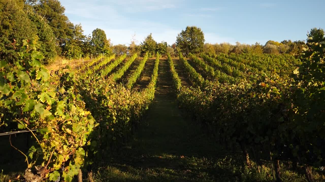 wineries in Italy Tuscany in Slow motion