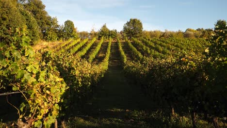 wineries in italy tuscany in slow motion