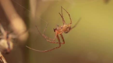 close up macro shot of a spider grabbed the victim and wrapped it in a web.