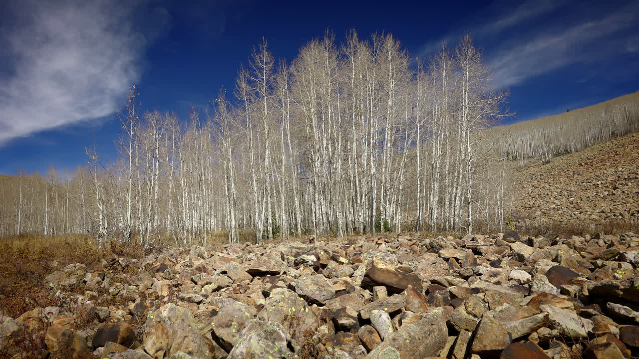 가을 계절 에 벌거벗은 나무 들 사이 에 땅 에 어져 있는 돌 들 - 근접