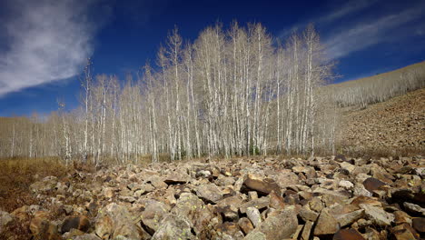 Stones Dispersed Across the Ground Amidst Bare Trees in the Autumn Season - Close Up