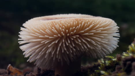 close-up of mushroom gills