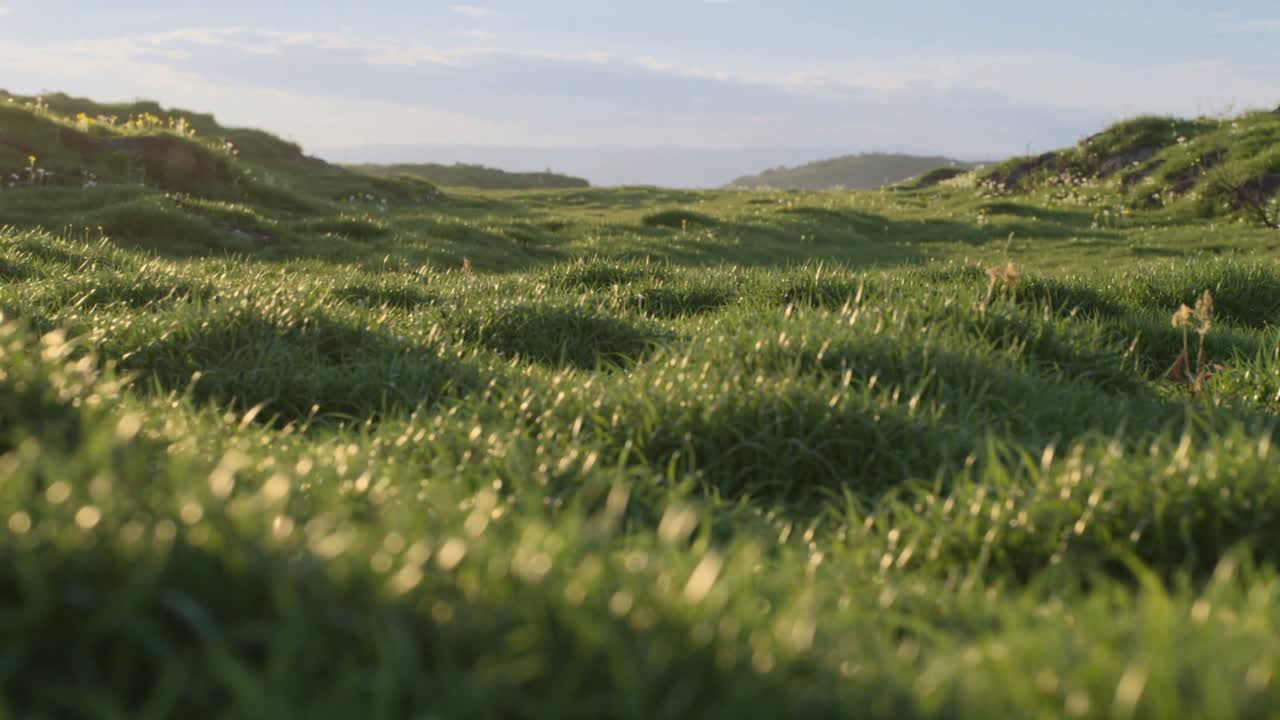 Filo d'erba lucente e rugiadoso mosso dalla brezza e dalla luce del sole tra le dune, con spighe e colline