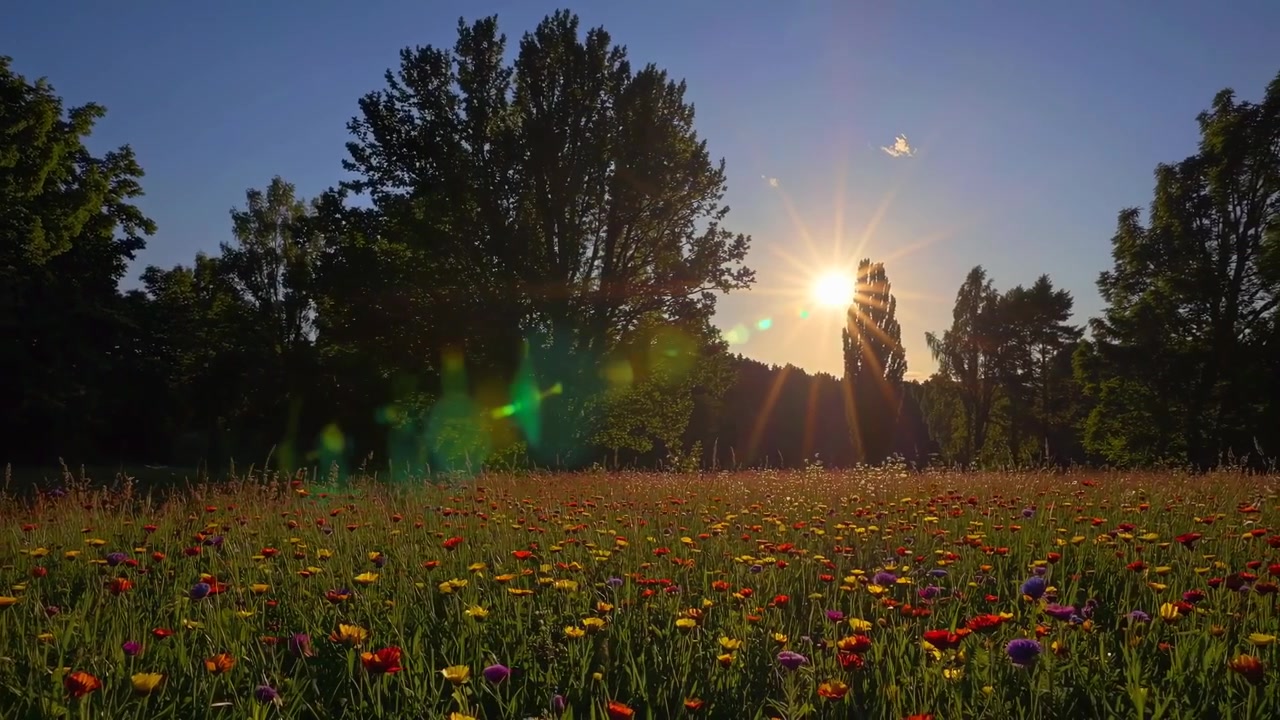 Golden Sunset Over a Vibrant Wildflower Meadow with Lens Flare