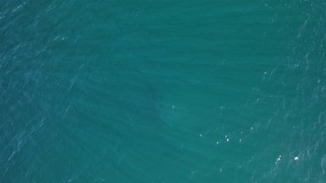 humpback whale exhaling through blowhole before diving under the sea in new south wales, australia. aerial shot