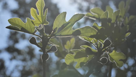 Fig-tree-with-figs-growing-in-the-sun-sunny-day-blue-sky-background-France