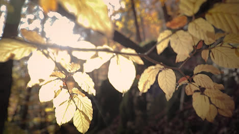 sun light rays shining through yellow autumn leaves in a park, close up