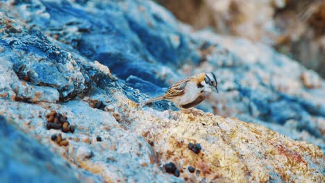 Rufous-collared-sparrow-scratching-head-and-flying-away,-Slow-Motion