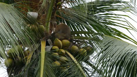 el macaco mono