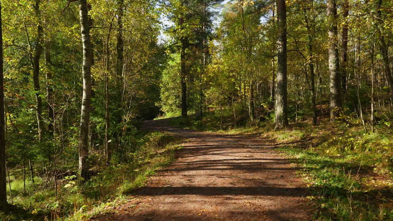 Wide shot of a pathway in the forest with colorful trees