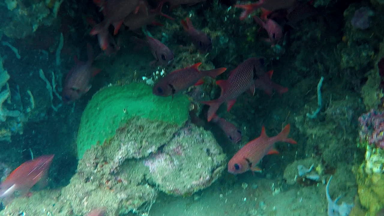 필리핀의 맑은 물 아래 수많은 다채로운 물고기 무리의 근접 촬영