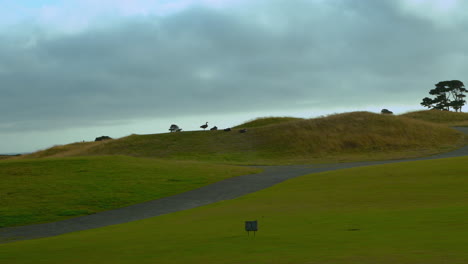 Flock-of-Canadian-geese-resting-at-Bandon-Dunes-golf-course,-wide-shot,-zooming-in