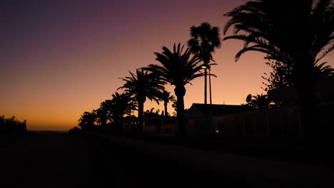 palm trees on the beach captured during the sunset dark background of flashing street lights and storm leaves moving in the wind captured in slow motion capture at 120fps