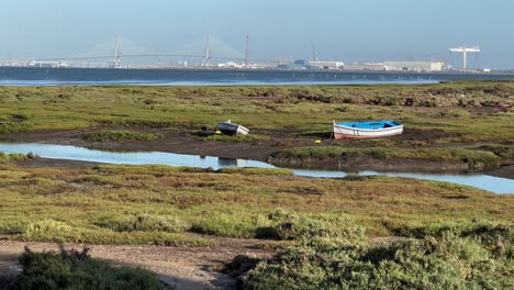 flamingos on nature with sea and a old boat