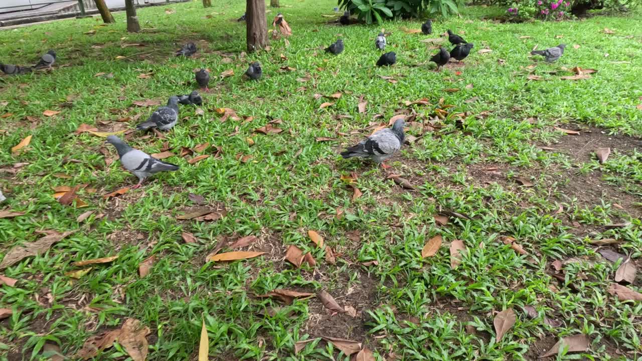 비둘기 무리가 풀을 고 고 있습니다.