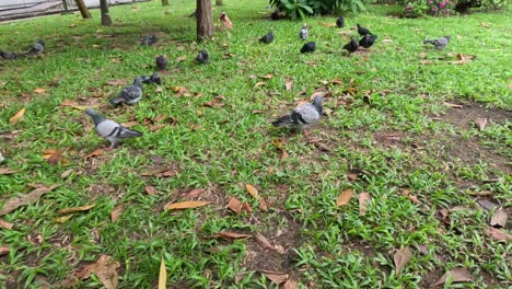 a flock of pigeons pecking and walking on grass.
