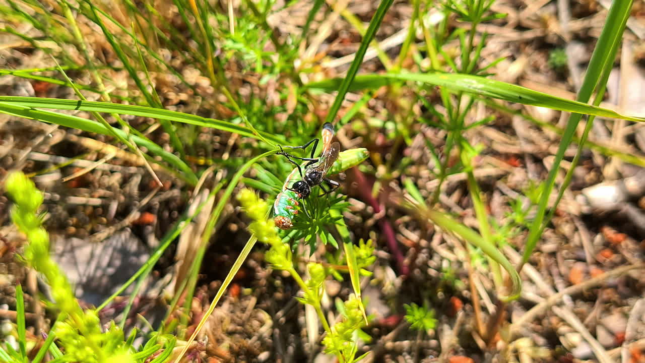 Un insetto colorato si posa su erba verde brillante in un ambiente esterno soleggiato.