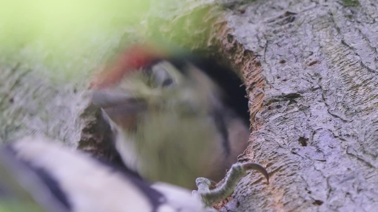 большой пестрый дятел новорожденный птенец, питающийся из отверстия в дереве от матери - снимок крупным планом