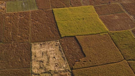 Cinematic-aerial-shot-of-rice-paddy-fields-ready-for-harvest,-Bangladesh